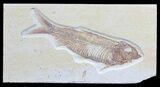Detailed, Knightia Fossil Fish - Wyoming #57155-1